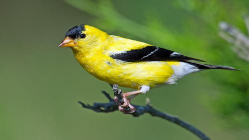 Goldfinch for testing syndication